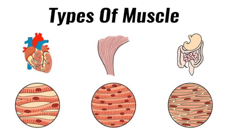 Exercise Physiology – Types of Muscles – Latest and Useful Research 2022