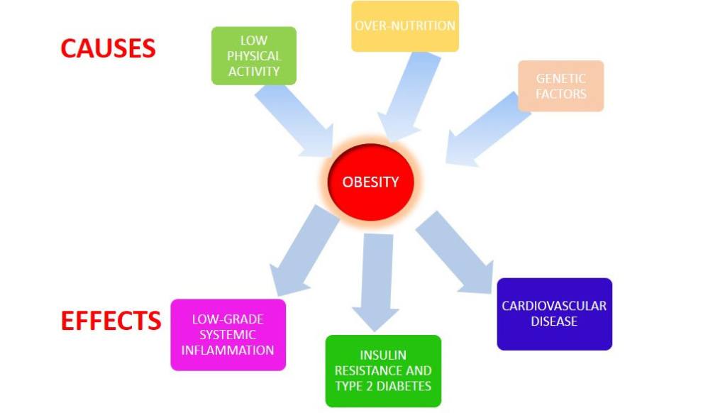 Causes of Obesity – Latest and Useful Research 2022